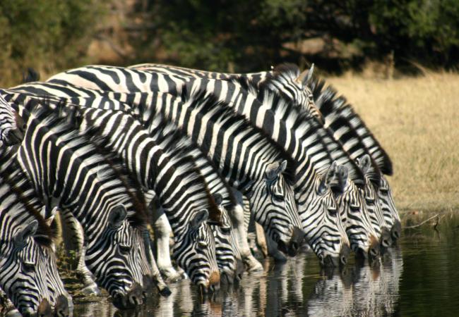 Zebras Botswana Safaris
